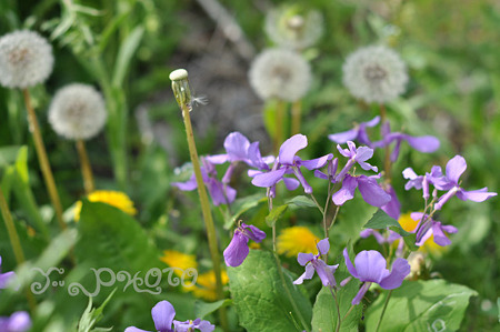 紫の花とたんぽぽ