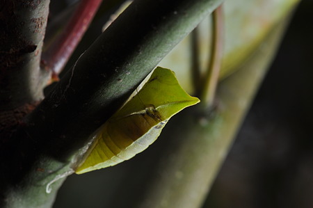 アゲハチョウ科　アオスジアゲハの蛹