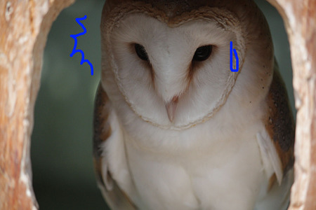 掛川花鳥園 H23.9.28 6