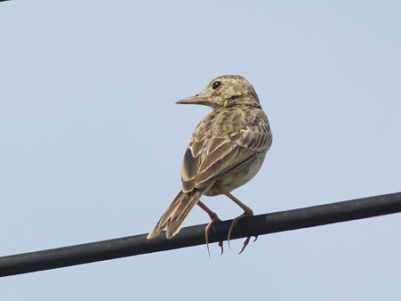 チャバネヤブヒバリ(Rufous-winged Bushlark)(Indochinese Bushlark)P1180868_R