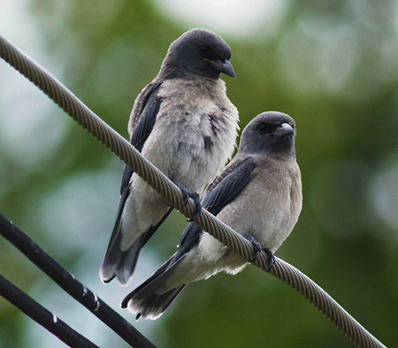 ハイイロモリツバメ(Ashy Wood-swallow) P1170702_R3