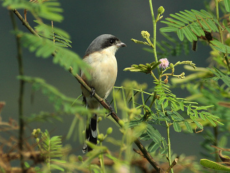 ハイガシラモズ(Burmese Shrike) IMG_4509_R