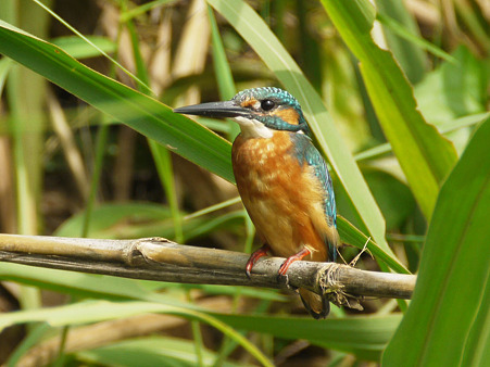 カワセミ(Common Kingfisher) P1230581_R