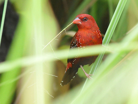 ベニスズメ(Red Avadavat) DSC_3828_R