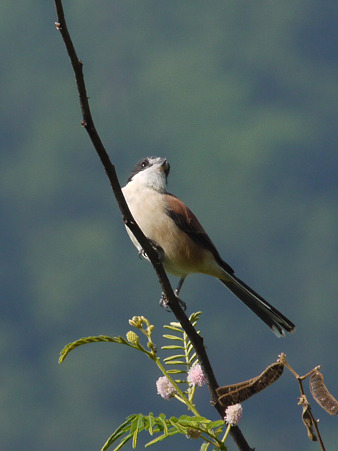 ハイガシラモズ♀(Burmese Shrike) P1210393_R2