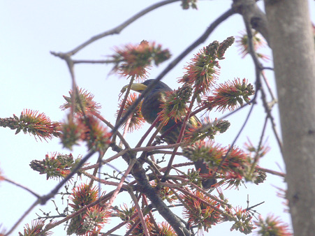 オオゴシキドリ(Great Barbet) P1240531_R