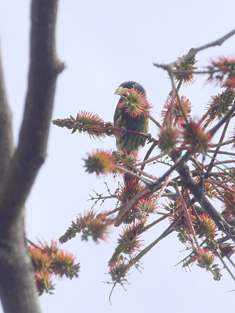 オオゴシキドリ(Great Barbet) P1240557_R