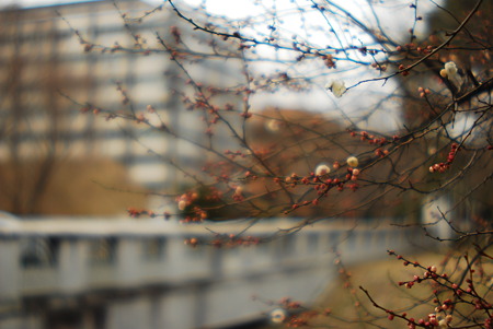 Images of double-flowered plum Hisaya bridge.