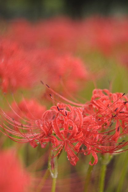 曼珠沙華