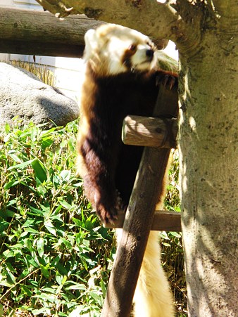 <b>福岡市動物園</b>のレッサーパンダ 白いサチ - て～げ～、て～げ～ なん <b>...</b>