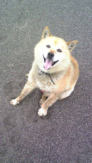 海でたたずんでたら 後ろから犬に襲われた 何故かこの時期に発情し 写真共有サイト フォト蔵