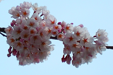 桜の花束