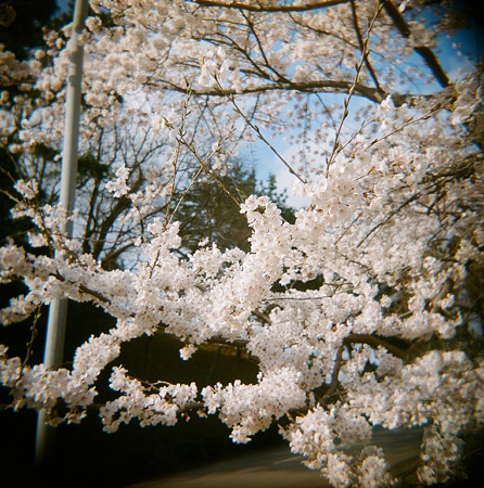 Cherry_blossom04162011holga_portra400vc02