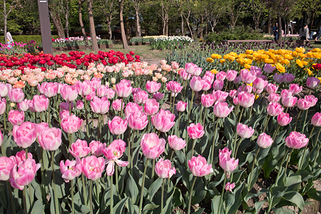 Tulip_Fair05052011dp1-02