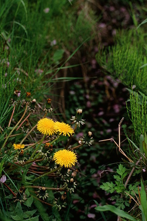 CONTAX159MM_FUJI_Velvia100F05092011-03