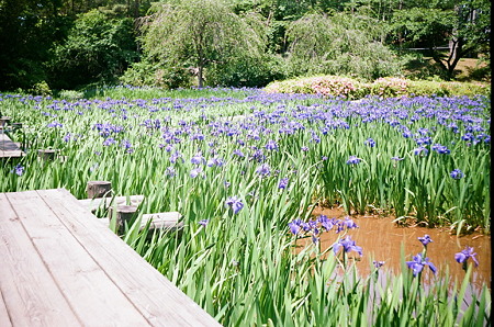 Flower_SMENA_PORTRA160VC_05242011