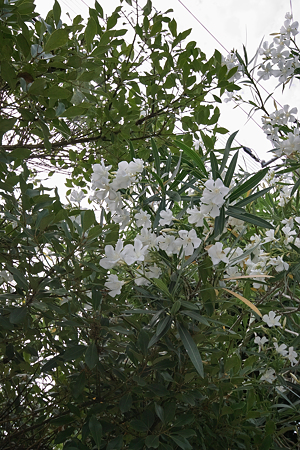 Flower07022011sd15-05