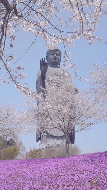 牛久大仏に来ました 芝桜が 写真共有サイト フォト蔵