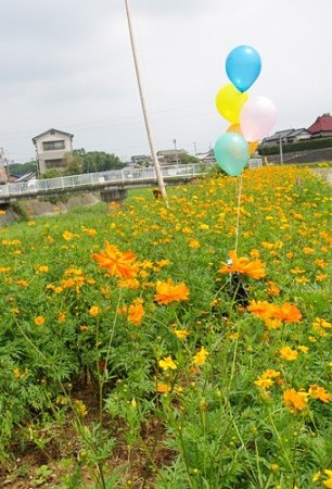 IMGP9895_0731