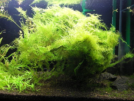 水草2