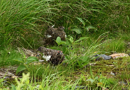 雷鳥さんペア　　立山室堂平