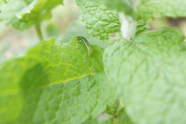 ミントの葉を食べる虫さん 写真共有サイト フォト蔵