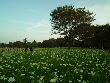 昭和記念公園 712