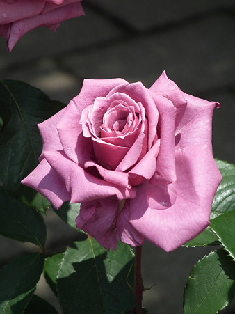 DSCF0002