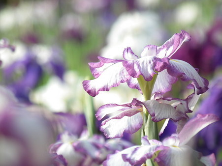 DSCF0884