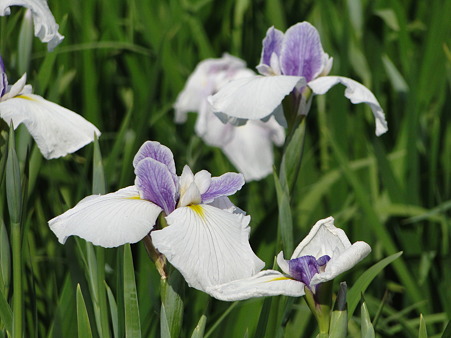 花菖蒲(ハナショウブ)