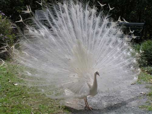 アルビノって嫌な言い方する 写真共有サイト フォト蔵