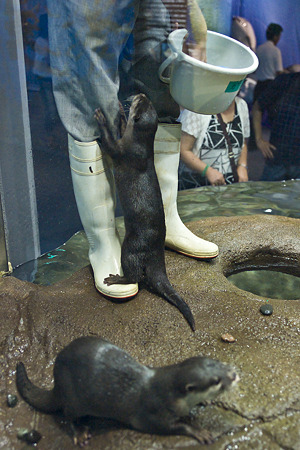 notojima100826713