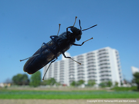 yamanao999_insect2010_535