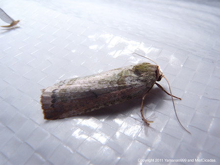 yamanao999_insect2011_298