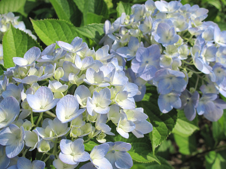 IMG_4710 ajisai (3)