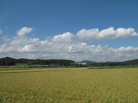 青い空白い雲黄金色 青い空白い雲黄金色
