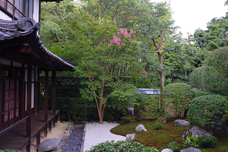 大心院の百日紅