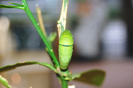 2010年09月25日_DSC_0890アゲハの蛹化