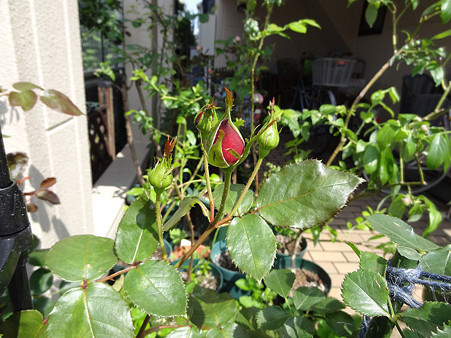 10ankul24061401