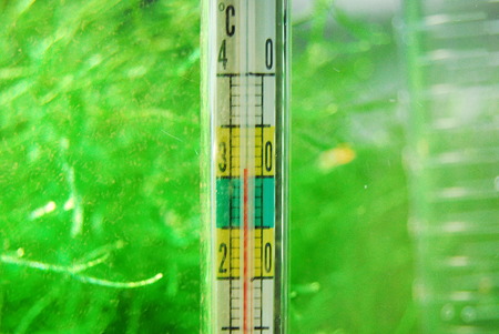 水温31℃