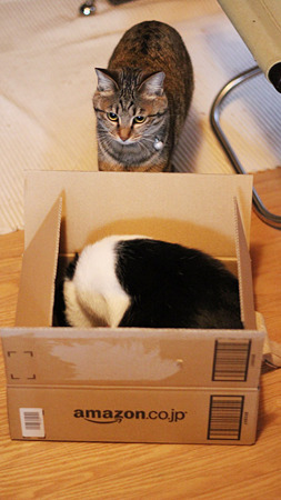 Amazon動いてます