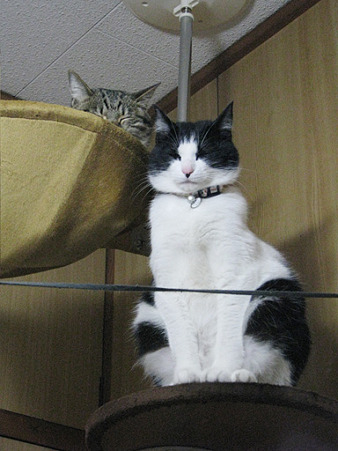 しばらく見納め?のキャットタワー