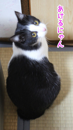 あけるにゃん