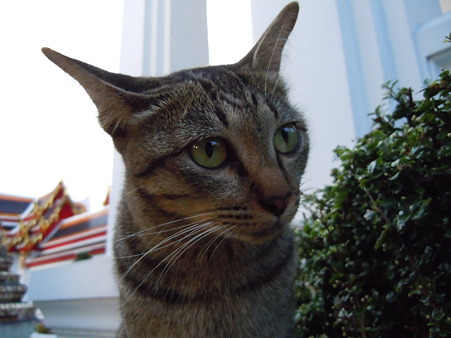 猫３