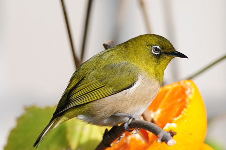 我が家の庭の住鳥(メジロ)
