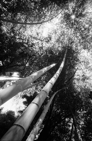 Image0031（RICOH GR1）