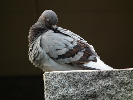 毛繕いなう