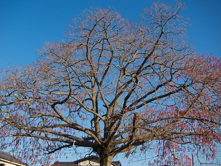 イイギリ（今年の状態）