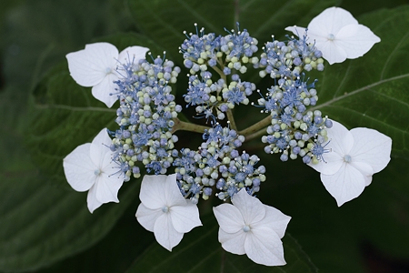 紫陽花
