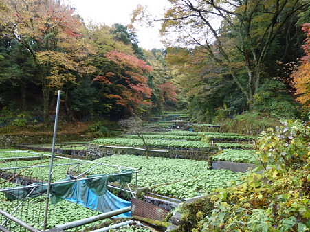 2010箱根伊豆 163